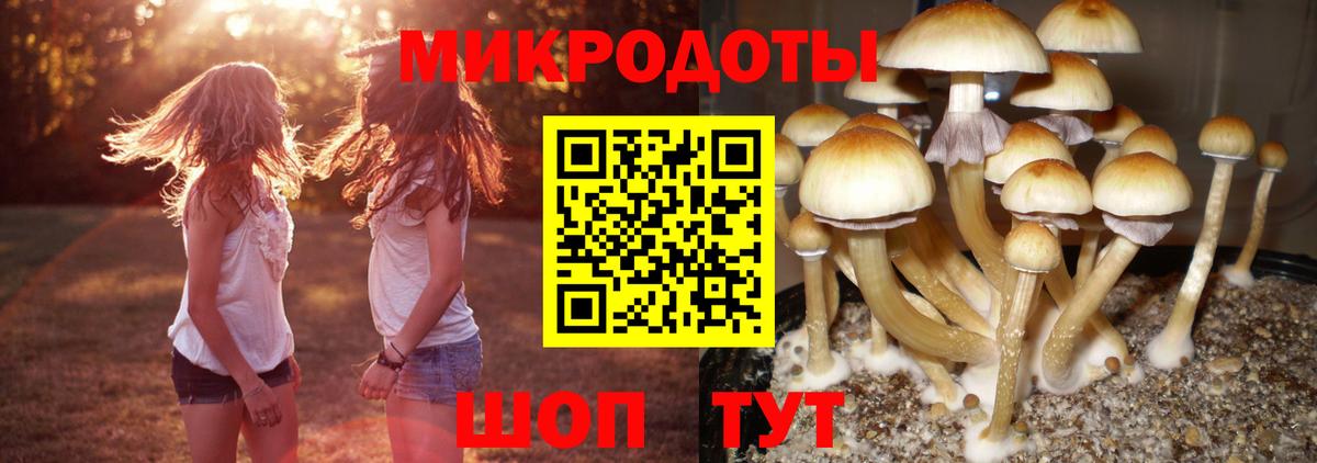 Ростов Великий  Галлюциногенные грибы Psilocybine cubensis  Вход с VPN 